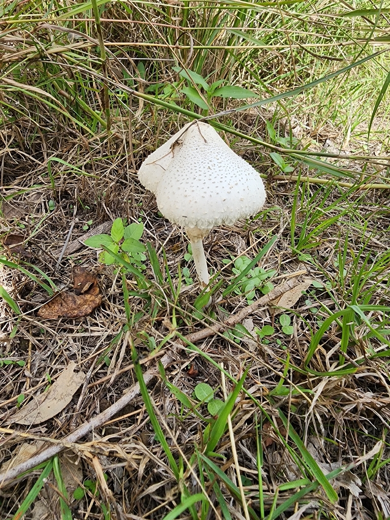 Macrolepiota dolichaula · May 2026 · photo: © hatwise (iNaturalist, cc-by)