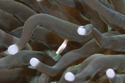 Siokunichthys nigrolineatus observed 2026-05-04