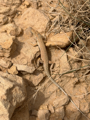 Arabian Small-spotted Lizard