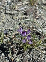 Astragalus rattanii jepsonianus