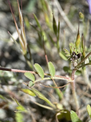 Image of Astragalus rattanii by (c) Matt Berger, some rights reserved (CC BY)