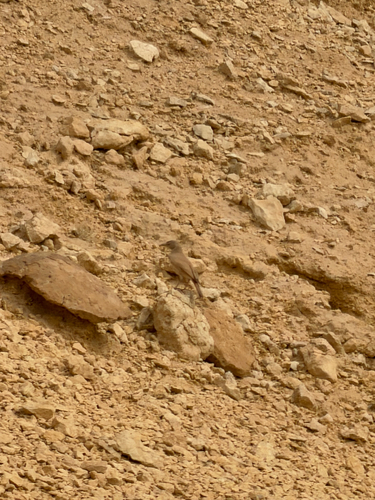 Desert Lark