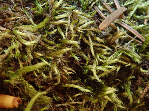Brachythecium tommasinii, 2026-04-27
