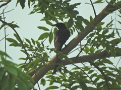 Dicrurus macrocercus