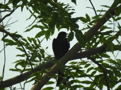 Dicrurus macrocercus