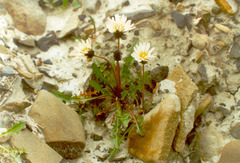 Taraxacum arcticum