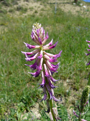 Astragalus pendulus