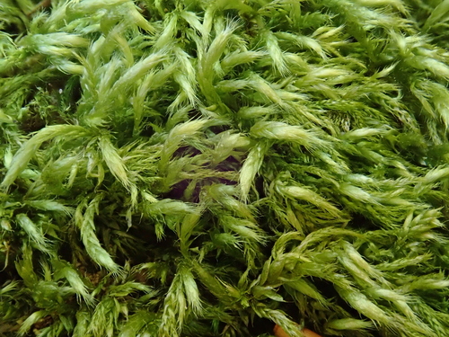 Brachythecium tommasinii, 2026-04-27