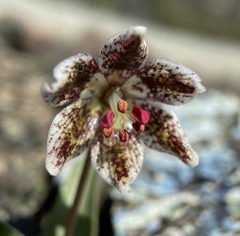 Fritillaria purdyi