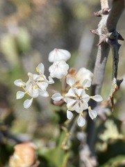 Ceanothus jepsonii