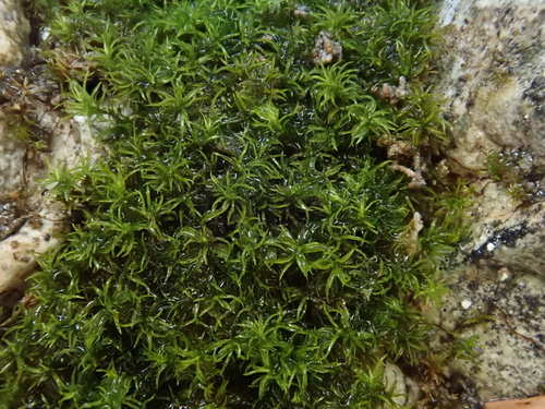 Gymnostomum aeruginosum observed 2026-04-27