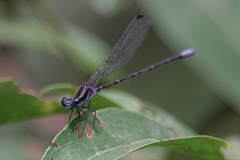 Argia pulla