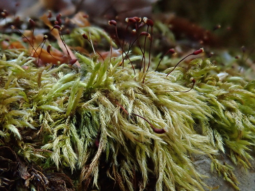 Sciuro-hypnum populeum observed 2026-04-27