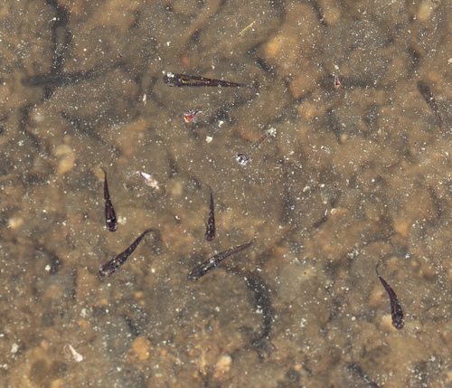 Gambusia holbrooki