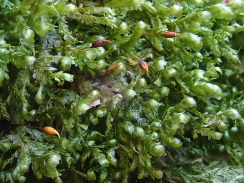 Alleniella besseri, 2026-04-27