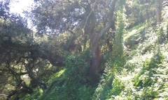 Quercus agrifolia agrifolia