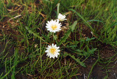 Taraxacum arcticum
