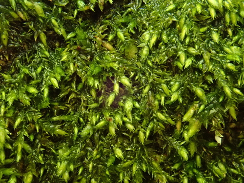 Taxiphyllum wissgrillii, 2026-04-27