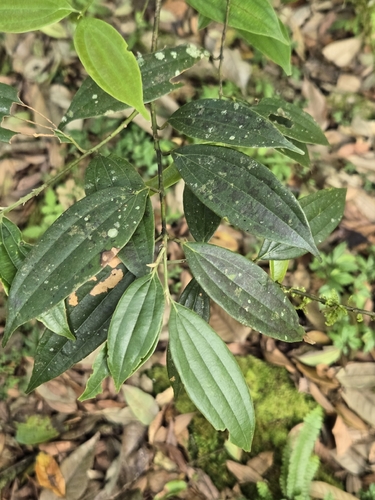 Cinnamomum subavenium