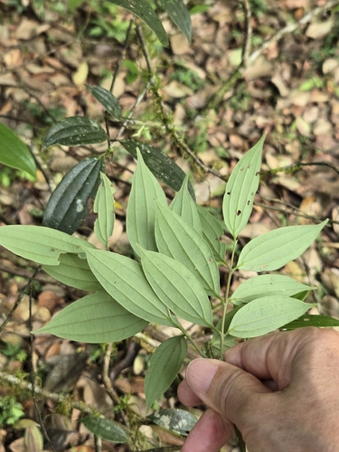 Cinnamomum subavenium, photograph 2