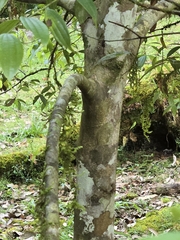 (c) 賴碧珠, some rights reserved (CC BY) Cinnamomum subavenium, photograph (c) 賴碧珠, some rights reserved (CC BY)