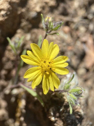 Image of Lagophylla minor by (c) Matt Berger, some rights reserved (CC BY)