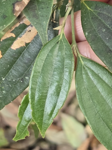 Cinnamomum subavenium, photograph 4