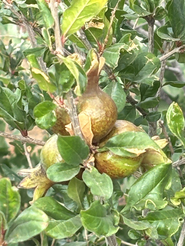 pomegranate