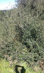 Quercus agrifolia agrifolia