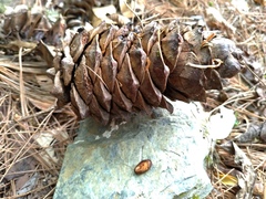 Pinus armandi
