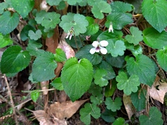 Viola adenothrix