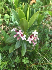 Daphne glomerata