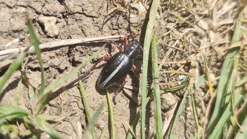 Dorcadion pedestre