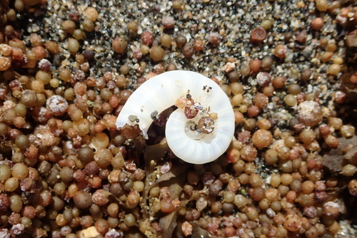 Ram's Horn Squid
