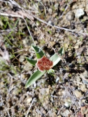 Fritillaria purdyi