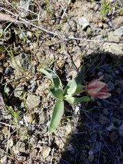 Fritillaria purdyi