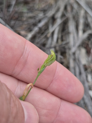 tiny greenhood
