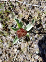 Fritillaria purdyi