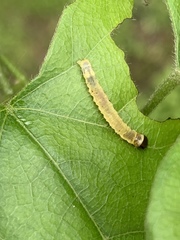 Psara obscuralis