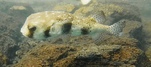 Chilomycterus, 2026-05-06