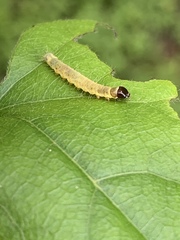 Psara obscuralis