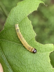 Psara obscuralis