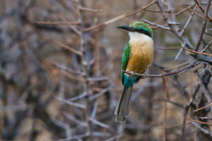 Somali Bee-Eater photo 3