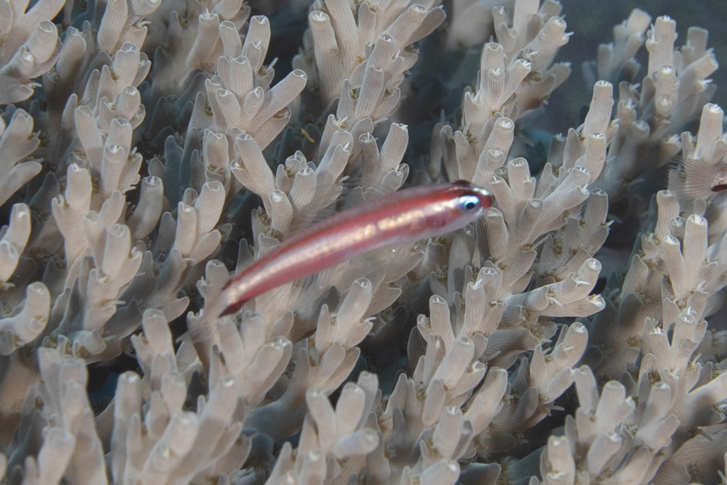 Twostripe pygmy goby (Eviota bifasciata) — Gobiidae