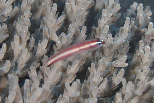 Tweestreep-dwerggrondel (Eviota bifasciata) — Gobiidae