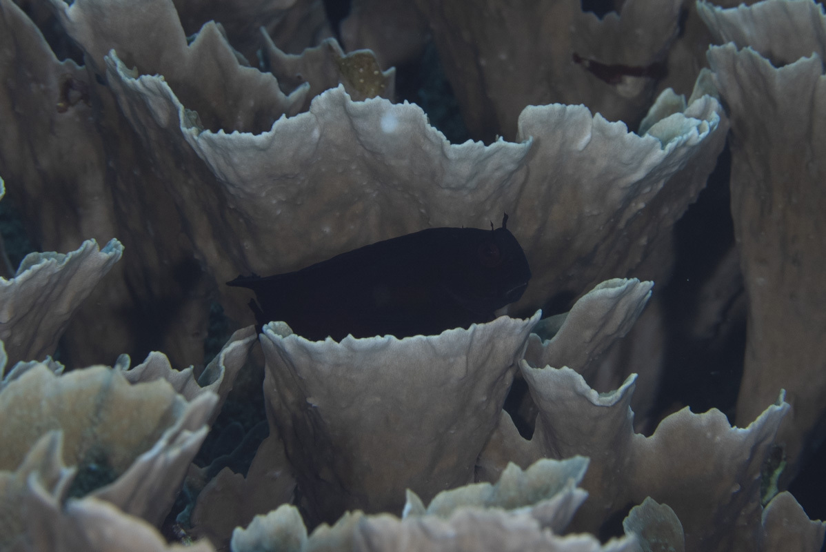 Hosokawa's Coral Blenny photo 6
