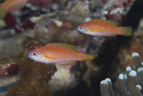 Yellowfin flasher (Paracheilinus flavianalis) — Labridae