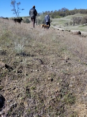 Linanthus dichotomus