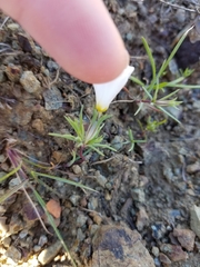 Linanthus dichotomus