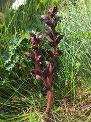 Orobanche gamosepala
